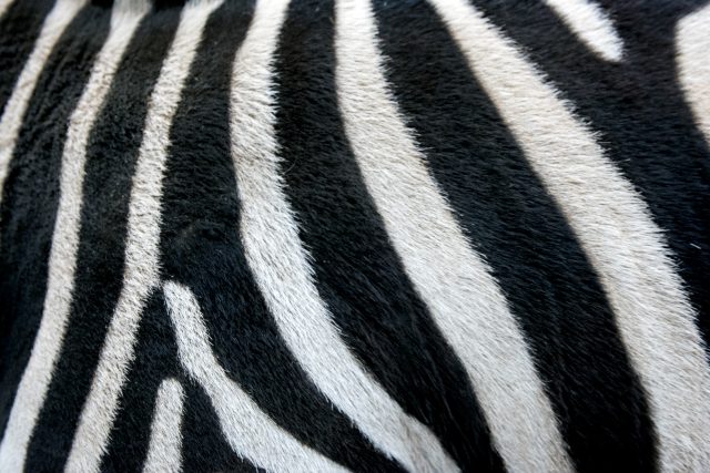 Zebra | foto: Michaela Danelová,  iROZHLAS.cz