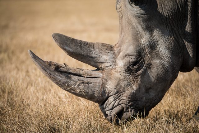 Oživí vědci téměř vyhynulého nosorožce? Meteor ví jak! | foto: Fotobanka Pixabay