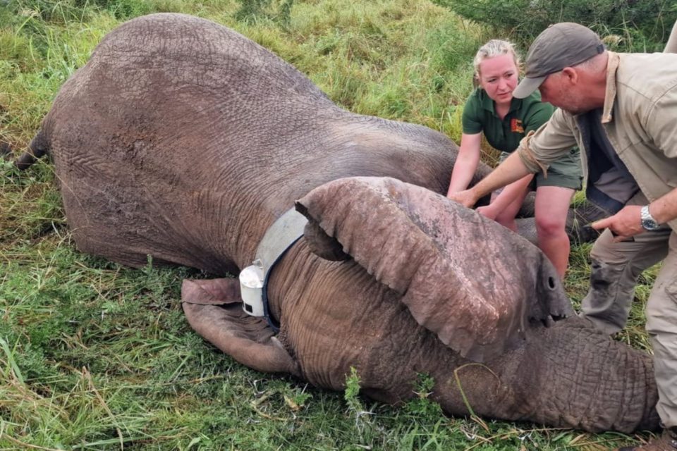 Česko-africký tým vědců nasazuje obojek jednomu ze slonů | foto: Safari Park Dvůr Králové