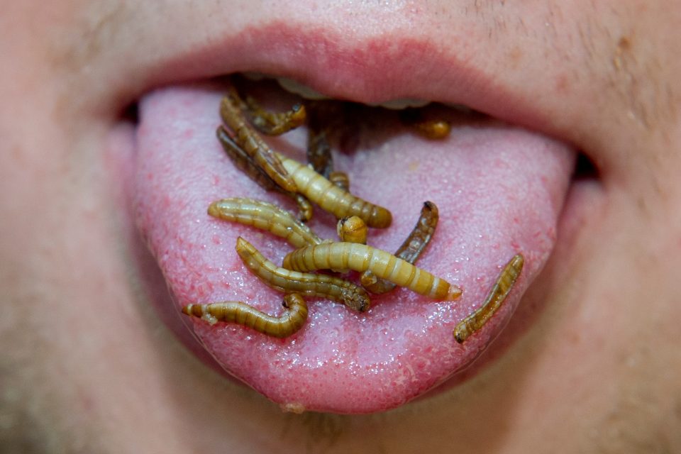 hmyz se čím dál častěji přidává do jídla | foto: Vít Šimánek,  ČTK