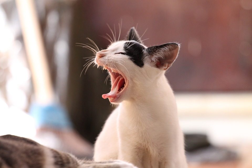 Kočka - ilustrační foto | foto: Luis Wilker Perelo,  Pixabay,  CC0 1.0