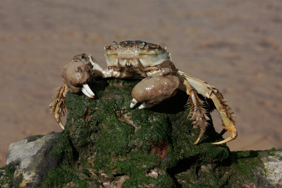 Krab čínský  (Eriocheir sinensis) | foto: Profimedia