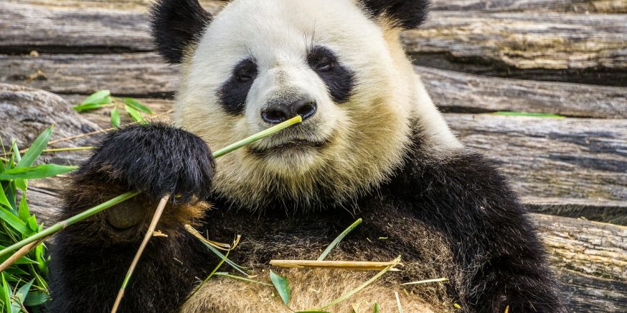 Meteor O Hromovych Kamenech Vegetarianske Pande A Sopce Pod Ledovcem Dvojka