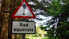 Roku 1981 Spojené království červené veverky zařadilo mezi chráněné živočišné druhy